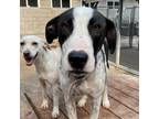 Adopt Zelda a White - with Tan, Yellow or Fawn Mixed Breed (Large) / Mixed dog