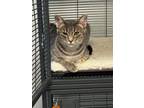 Adopt Blair a Gray or Blue Domestic Mediumhair (medium coat) cat in Boerne