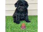 Cavapoo Puppy for sale in Elmhurst, IL, USA