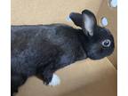 Adopt Ninja a Other/Unknown / Mixed rabbit in Brooklyn, NY (38675046)