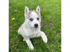 Siberian Husky Puppy for sale in Marion, IN, USA