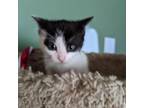 Adopt Hepburn a White Domestic Shorthair / Mixed cat in Rochester, MN (38673672)