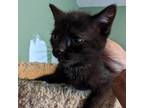 Adopt Bogie a All Black Domestic Shorthair / Mixed cat in Rochester