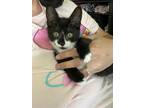 Adopt Meatball KITTEN a Black & White or Tuxedo Domestic Shorthair / Mixed