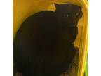 Adopt Lil Mickey Barn Cat a All Black Domestic Shorthair / Mixed cat in Sherman