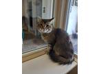 Adopt Cream Puff a Domestic Longhair / Mixed (short coat) cat in Heber