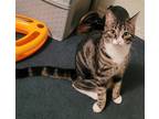 Adopt Ava a Domestic Shorthair / Mixed cat in Battle Ground, WA (38388778)