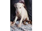 Adopt Nismo a White Weimaraner / Labrador Retriever dog in Long Beach