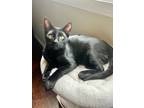 Adopt Bowser 4088 a Domestic Shorthair / Mixed cat in Vista, CA (38657010)