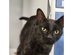 Adopt Jett a All Black Domestic Shorthair / Mixed cat in Carroll, IA (38645979)