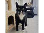 Adopt Gamora a All Black Domestic Shorthair / Mixed cat in Laredo, TX (38622644)