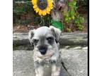 Schnauzer (Miniature) Puppy for sale in Richmond, TX, USA