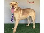 Adopt Frank a Tan/Yellow/Fawn - with Black Labrador Retriever / Shepherd