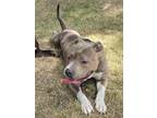 Adopt Becks a Pit Bull Terrier