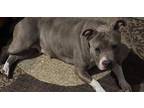 Adopt Becks a Pit Bull Terrier