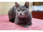 Adopt Agatha/Roxy a Gray or Blue Domestic Shorthair / Mixed (short coat) cat in