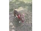 Adopt Coco a Pit Bull Terrier, Hound