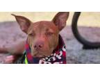Adopt Coco a Pit Bull Terrier, Hound