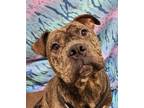 Adopt Jace a Pit Bull Terrier / Mixed dog in Lexington, KY (38670881)