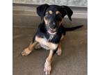 Adopt Petra a Mixed Breed (Medium) / Mixed dog in Rancho Santa Fe, CA (38670610)