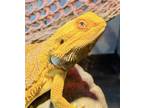 Adopt Peaches a Lizard reptile, amphibian, and/or fish in Mankato, MN (38670263)