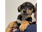 Adopt Grits a Mixed Breed (Medium) / Mixed dog in Rancho Santa Fe, CA (38669995)