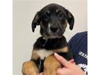Adopt Etoufee a Mixed Breed (Medium) / Mixed dog in Rancho Santa Fe