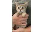 Adopt Honey (Available for pre-adoption) a Domestic Shorthair / Mixed cat in