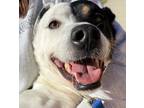 Adopt Alvin a Labrador Retriever / Mixed dog in Sioux City, IA (38669433)