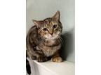 Adopt Jenny a Domestic Shorthair / Mixed cat in Kingston, NY (38641540)