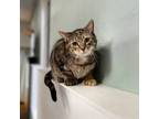 Adopt Jenny a Domestic Shorthair / Mixed cat in Kingston, NY (38641540)