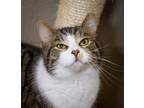 Adopt Antler a Domestic Shorthair / Mixed cat in Versailles, KY (38667648)