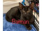 Adopt Batman a All Black Domestic Shorthair / Mixed (short coat) cat in Land O