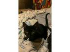 Adopt Midnight, Opal, Taylor a All Black Domestic Shorthair / Mixed (short coat)