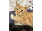 Adopt Kraft a Orange or Red Domestic Mediumhair / Domestic Shorthair / Mixed cat