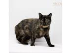 Adopt Venus a Tortoiseshell Domestic Mediumhair / Mixed cat in Madisonville