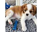 Cavalier King Charles Spaniel Puppy for sale in Sebring, FL, USA