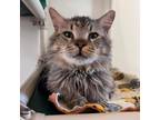 Adopt Bill a Brown or Chocolate Domestic Mediumhair / Mixed cat in Kanab