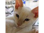 Adopt Umbreon a Orange or Red Domestic Shorthair / Mixed cat in Yucaipa