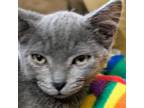 Adopt Umeboshi a Gray or Blue Domestic Shorthair / Mixed cat in Yucaipa