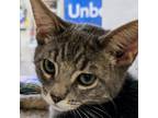 Adopt Uri a Gray or Blue Domestic Shorthair / Mixed cat in Yucaipa