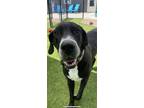 Adopt Grimm a Black - with White Great Dane / Mixed dog in Westville
