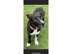Adopt Luna a Black - with White Mixed Breed (Large) / Mixed dog in Westville