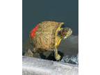 Adopt Tut-Tut a Turtle - Other / Mixed reptile, amphibian