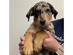 Adopt Remoulade a Merle Mixed Breed (Medium) / Mixed dog in Rancho Santa Fe