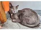 Adopt Blue Marlin a Gray or Blue (Mostly) Russian Blue / Mixed (medium coat) cat