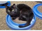 Adopt Mama Hoovie a All Black Domestic Mediumhair / Mixed (medium coat) cat in