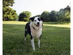 Adopt Ella a Black - with White Border Collie / Mixed dog in Vienna