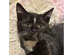 Adopt Peppermint Patty a All Black Domestic Shorthair / Mixed cat in Inwood