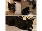 Adopt Selena & Yuna a Domestic Shorthair / Mixed cat in Potomac, MD (38665831)